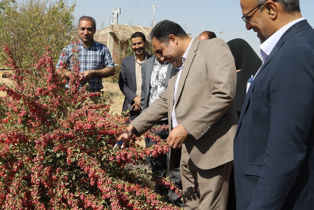 آغاز برداشت زرشک در قطب تولید استان کرمان آغاز برداشت زرشک در قطب تولید استان کرمان