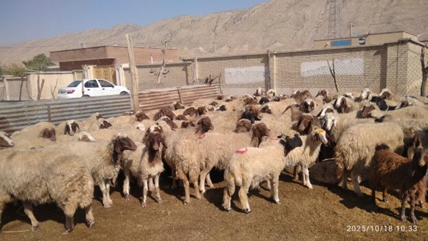 بررسی علمی نرخ باروری در گله میش‌های داشتی عرب رودبار