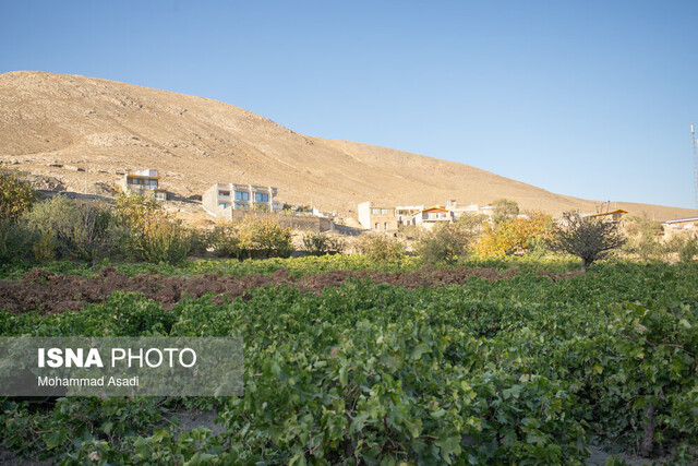 مدیر باغبانی استان: باغات کم‌آب‌بر در کرمانشاه توسعه می‌یابند