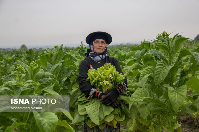 برداشت توتون در گلستان