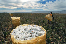 پیش‌بینی برداشت بیش از ۳۵ هزار تن پنبه از مزارع شمال استان اردبیل