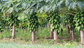 کشت ۳۰ هکتا پاپایا در سرباز