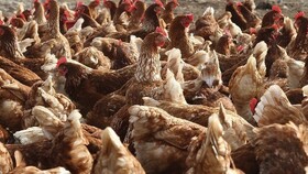 آتش‌سوزی گسترده در یک مرغداری در لهستان و تلف شدن ده‌ها هزار مرغ