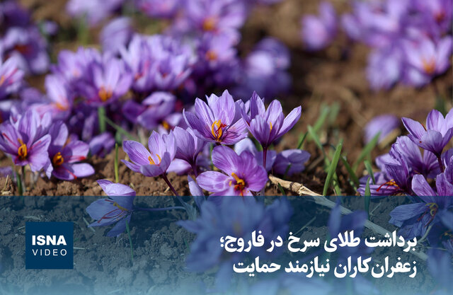 ویدیو/ برداشت طلای سرخ در فاروج؛ زعفرانکاران نیازمند حمایت ویدیو/ برداشت طلای سرخ در فاروج؛ زعفرانکاران نیازمند حمایت