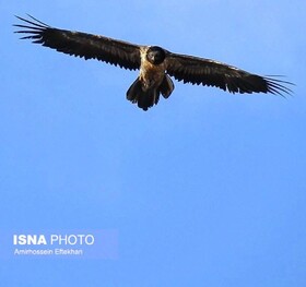 پرواز باشکوه «هما» در آسمان صیدوا + ویدیو