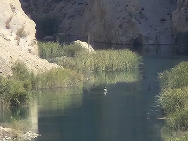 پلیکان مهاجر در آغوش رودخانه قرهآغاج رها شد پلیکان مهاجر در آغوش رودخانه قرهآغاج رها شد