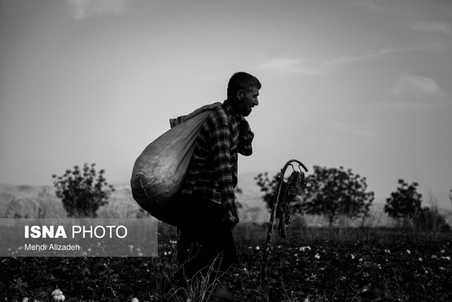 برداشت پنبه در خراسان شمالی