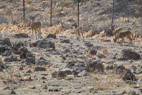 پارک ملی تندوره - خراسان رضوی