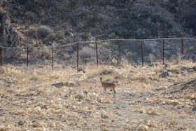 پارک ملی تندوره - خراسان رضوی