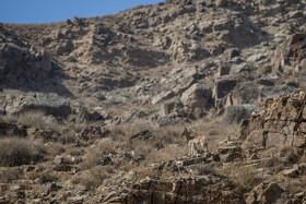 پارک ملی تندوره - خراسان رضوی