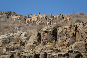 پارک ملی تندوره - خراسان رضوی