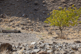  پارک ملی تندوره - خراسان رضوی