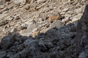 پارک ملی تندوره - خراسان رضوی