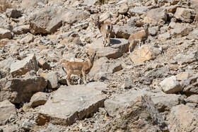 پارک ملی تندوره - خراسان رضوی