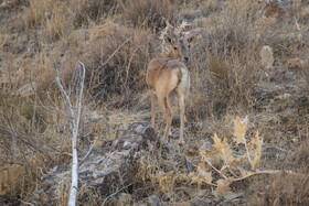 پارک ملی تندوره - خراسان رضوی