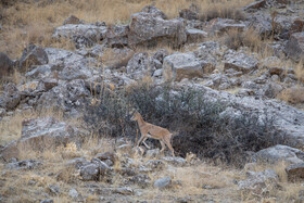 پارک ملی تندوره - خراسان رضوی