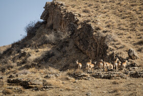 پارک ملی تندوره - خراسان رضوی