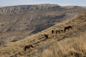 پارک ملی تندوره - خراسان رضوی