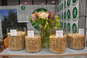 جشنواره پسته _ دامغان