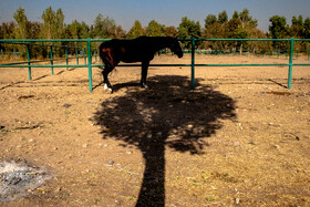 در حاشیه هفته پانزدهم لیگ ملی چوگان ایران