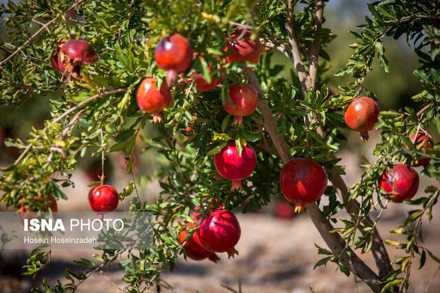 نسخه طبیعت در دانه‌های یاقوتی؛ آنچه از خواص درمانی انار باید بدانیم