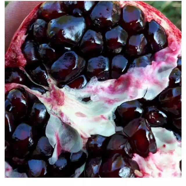 جشنواره «اناردانه سیاه جوشان» گلباف کرمان پیوند گردشگری کشاورزی و فرهنگ جشنواره «اناردانه سیاه جوشان» گلباف کرمان پیوند گردشگری کشاورزی و فرهنگ