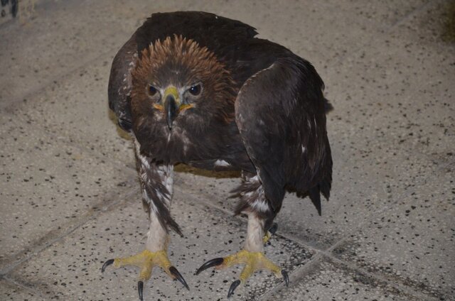 کشف یک بهله پرنده شکاری کمیاب در دامغان کشف یک بهله پرنده شکاری کمیاب در دامغان