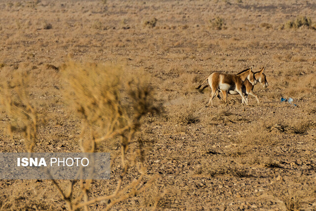 از گور برخاسته؛ نجات گورخر ایرانی در کویر سوزان