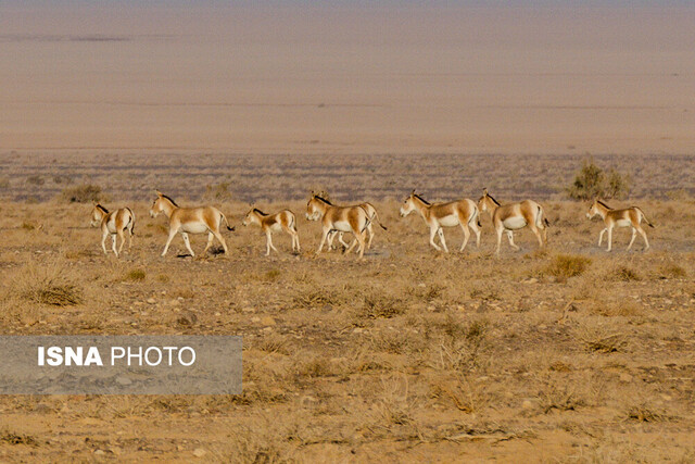 از گور برخاسته؛ نجات گورخر ایرانی در کویر سوزان از گور برخاسته؛ نجات گورخر ایرانی در کویر سوزان
