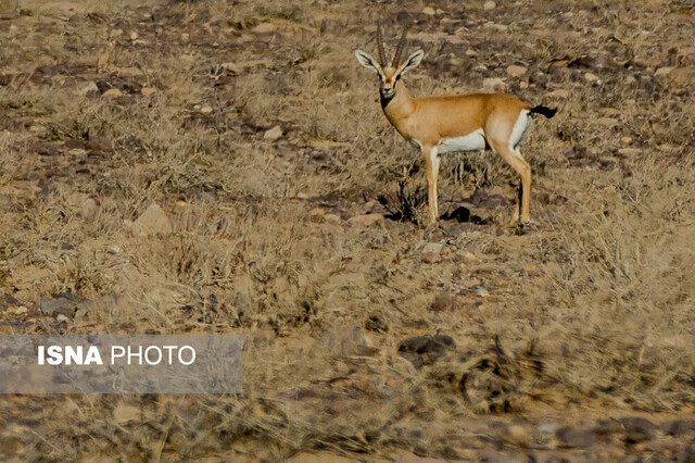 از گور برخاسته؛ نجات گورخر ایرانی در کویر سوزان