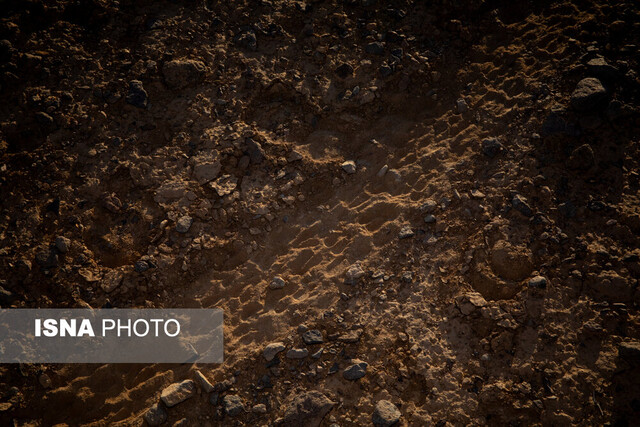 از گور برخاسته؛ نجات گورخر ایرانی در کویر سوزان