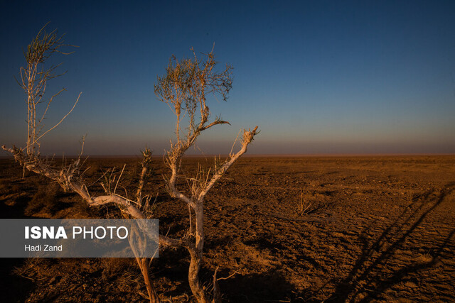 از گور برخاسته؛ نجات گورخر ایرانی در کویر سوزان