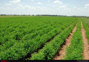 پیام پیام اصلی الگوی کشت چیست؟