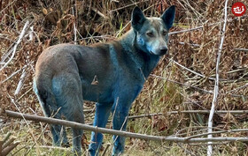 ماجرای «سگهای آبیرنگ» در شهر متروکۀ «چرنوبیل» چیست؟