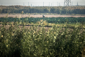 در حاشیه بازدید از خطوط راه آهن حومهای استان تهران با حضور رئيس جمهور