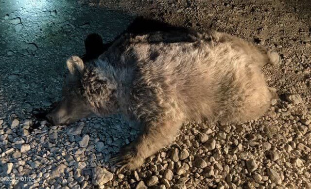 مرگ خرس قهوهای بر اثر تصادف در سرچهان مرگ خرس قهوهای بر اثر تصادف در سرچهان