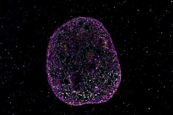 دانشمندان زبان دوم حیات را کشف کردند