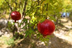 پیش‌بینی برداشت ۲۰ هزار تن انار در کردستان‌ طی امسال