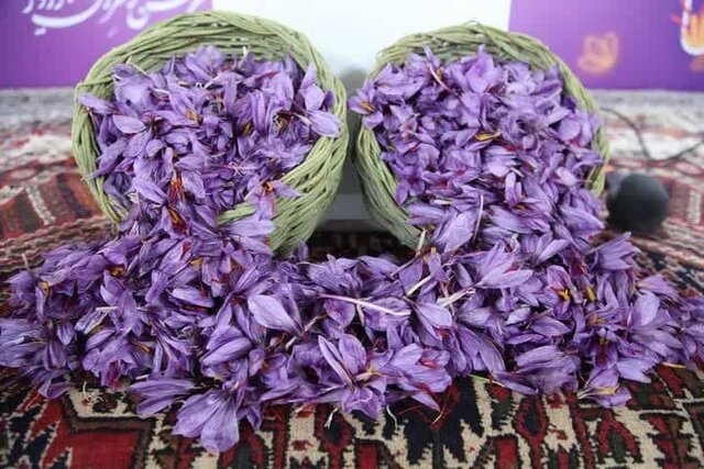 سومین جشنواره زعفران راویز رفسنجان برگزار شد سومین جشنواره زعفران راویز رفسنجان برگزار شد