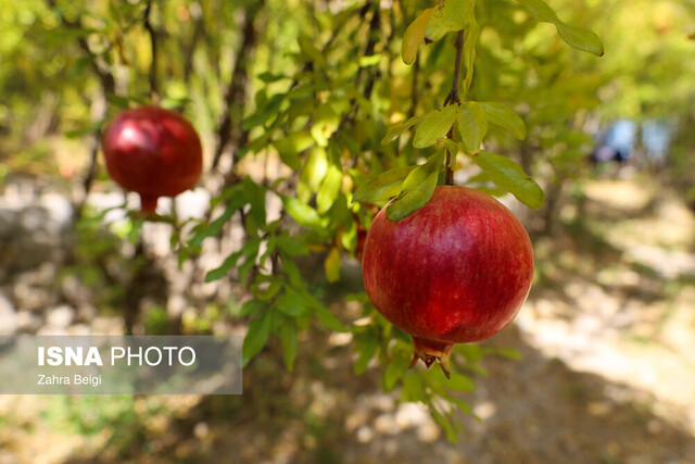 پیش‌بینی برداشت ۲۰ هزار تن انار در کردستان‌ طی امسال