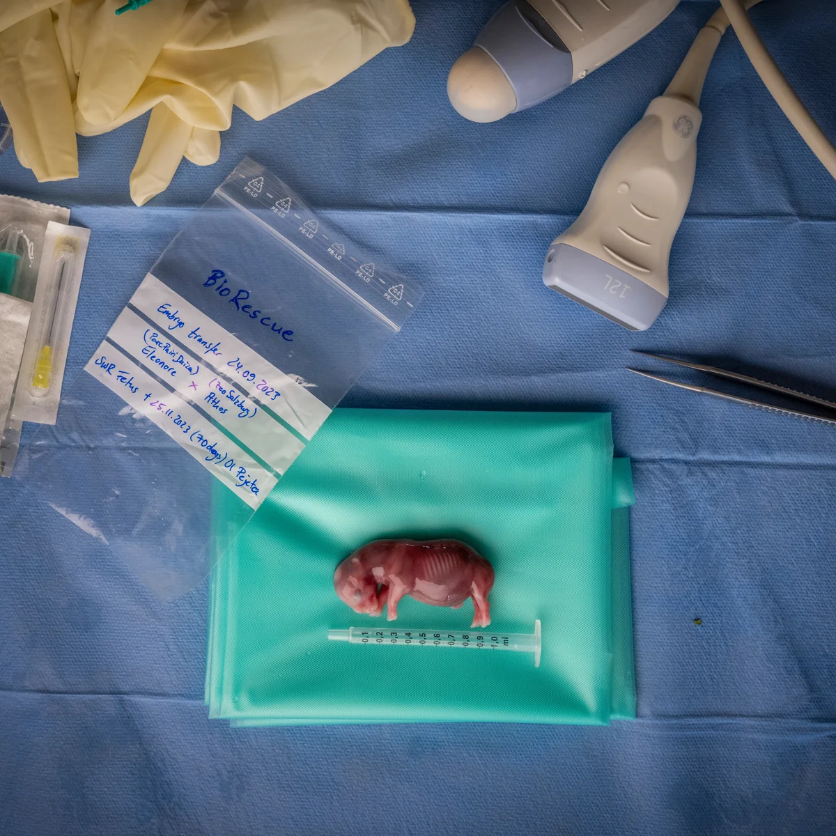 نگاهی به برترین تصاویر علمی این ماه از نگاه مجله نیچر