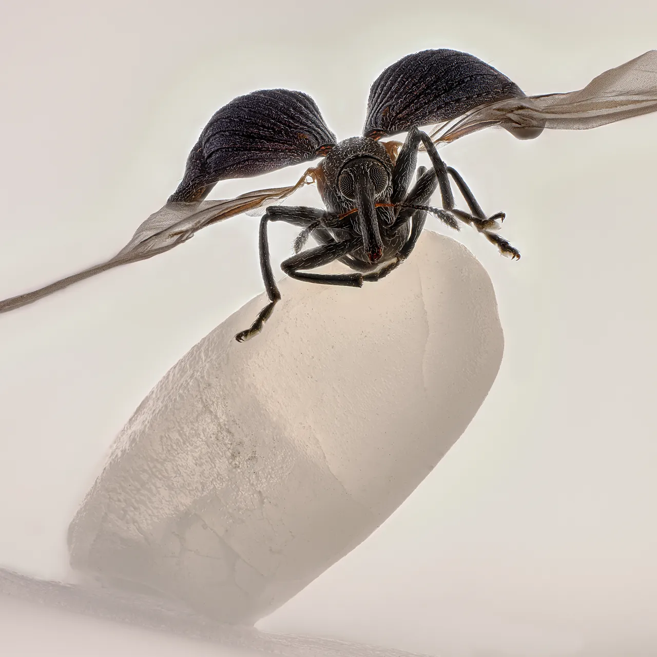 نگاهی به برترین تصاویر علمی این ماه از نگاه مجله نیچر