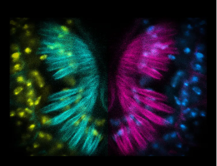 نگاهی به برترین تصاویر علمی این ماه از نگاه مجله نیچر