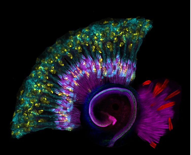 نگاهی به برترین تصاویر علمی این ماه از نگاه مجله نیچر