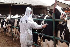 شیوع تب برفکی در استان‌های مجاور البرز