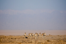پارک ملی کویر؛ امید گور ایرانی