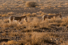 پارک ملی کویر؛ امید گور ایرانی