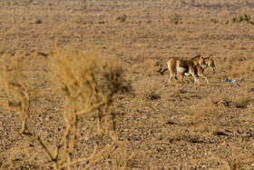 پارک ملی کویر؛ امید گور ایرانی