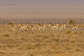 پارک ملی کویر؛ امید گور ایرانی