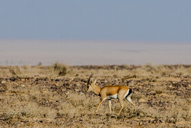 پارک ملی کویر؛ امید گور ایرانی